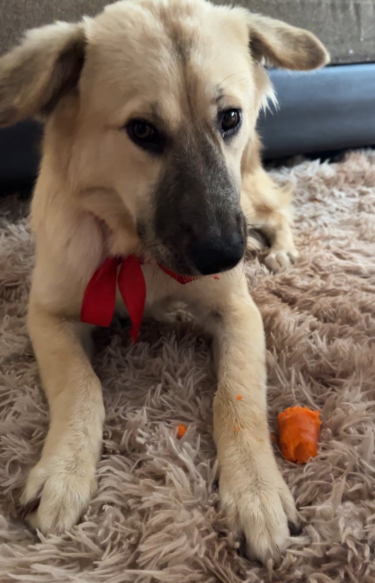 #URGENTE Se busca #TEMPORAL o una familia q ADOPTE a Leila 🙏🏼♥️Solo tenemos 5 días para encontrar lugar. Ayúdanos x favor, ella ya ha pasado x bastante, solo quiere seguir viviendo y acompañando a su humano. Es muy cariñosa e inteligente. No pases esta oportunidad. Info 943044426