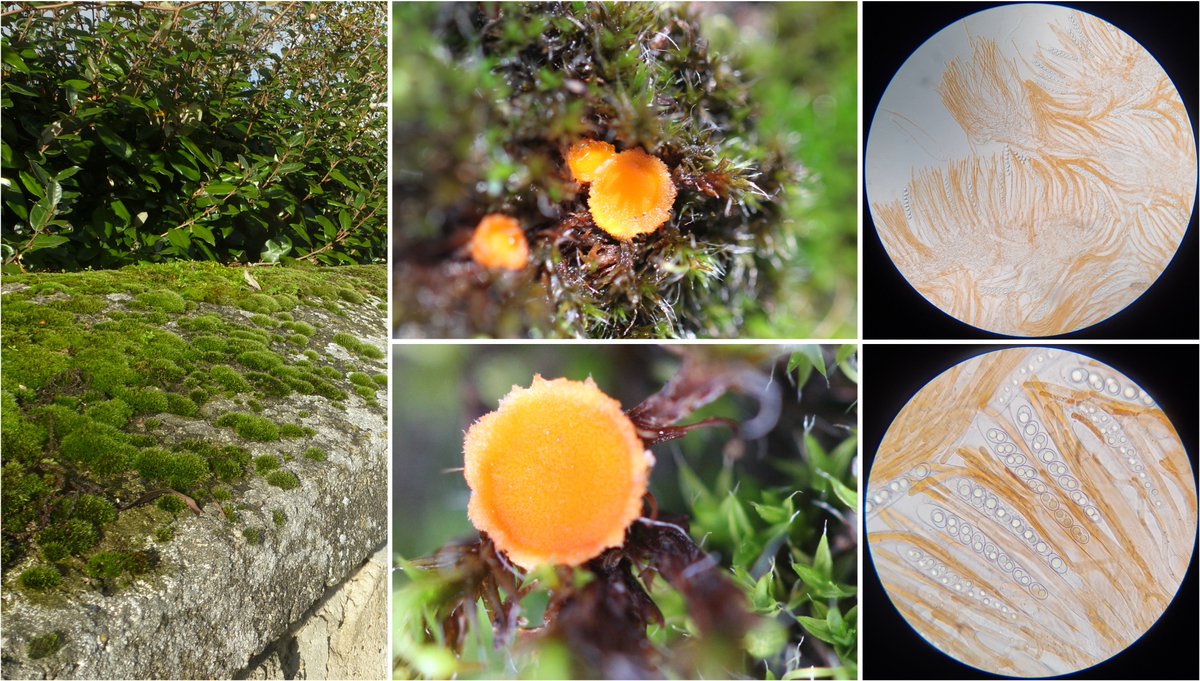 Frédéric Suffert tweet media