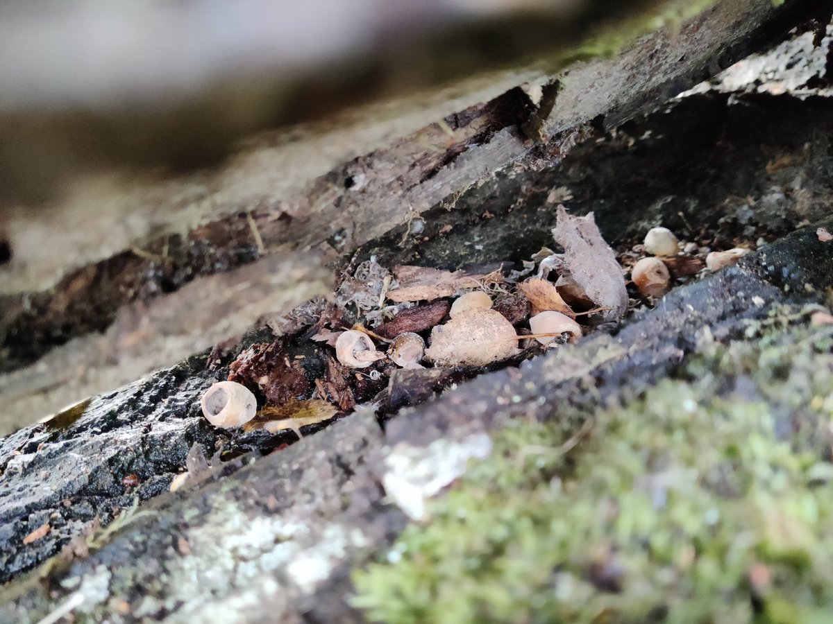 ewanecraig's tweet photo. A wee mouse has been busy. Hazelnut shells left on a log in Beachen Wood, Grantown-on-Spey. https://t.co/C9tmLi5BCf