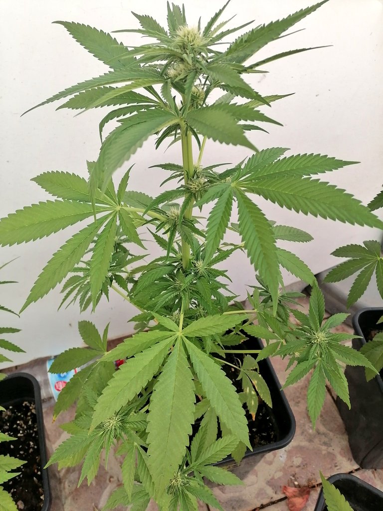 XavierNerjaLM's tweet photo. Gelato 33 ❤️💚❤️💚 #WinterTHC https://t.co/7xa2ONr1gN