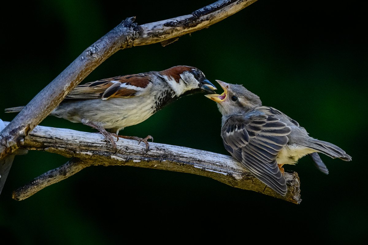 donrisi's tweet photo. @nickyperry82 @NikonUSA #Z7ii
#backyardbirds
#500pf
#1.4TC
#oklahoma
#oklahomacity
#okc
#lake
#lakehefner
#telephoto
#wildlife
#birds
#nikonusa
#nikonphotographers
#nikonphotography
#IAMGenerationImage
#NikonNoFilter
#nikonartists
#nikoncreators
#nps
#nikonprofessionalservice https://t.co/L44g1rnxMs