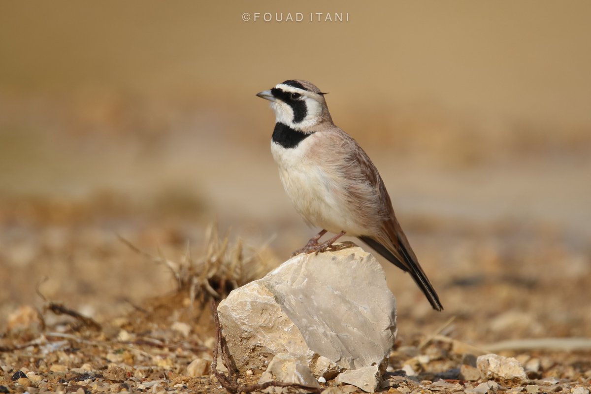 BirdLebanese's tweet photo. The Temminck's Lark is a localized resident within Lebanon's semi-arid landscapes, with a notable presence as a summer breeder. Historically, its presence during migration was recorded once in autumn (Flach, 1959). Recently, we were able to get a 2nd Autumn record in the Beirut. https://t.co/XhSYcjBTLI