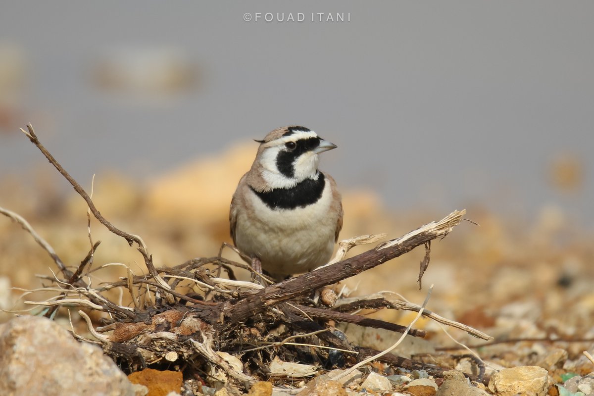 BirdLebanese's tweet photo. The Temminck's Lark is a localized resident within Lebanon's semi-arid landscapes, with a notable presence as a summer breeder. Historically, its presence during migration was recorded once in autumn (Flach, 1959). Recently, we were able to get a 2nd Autumn record in the Beirut. https://t.co/XhSYcjBTLI