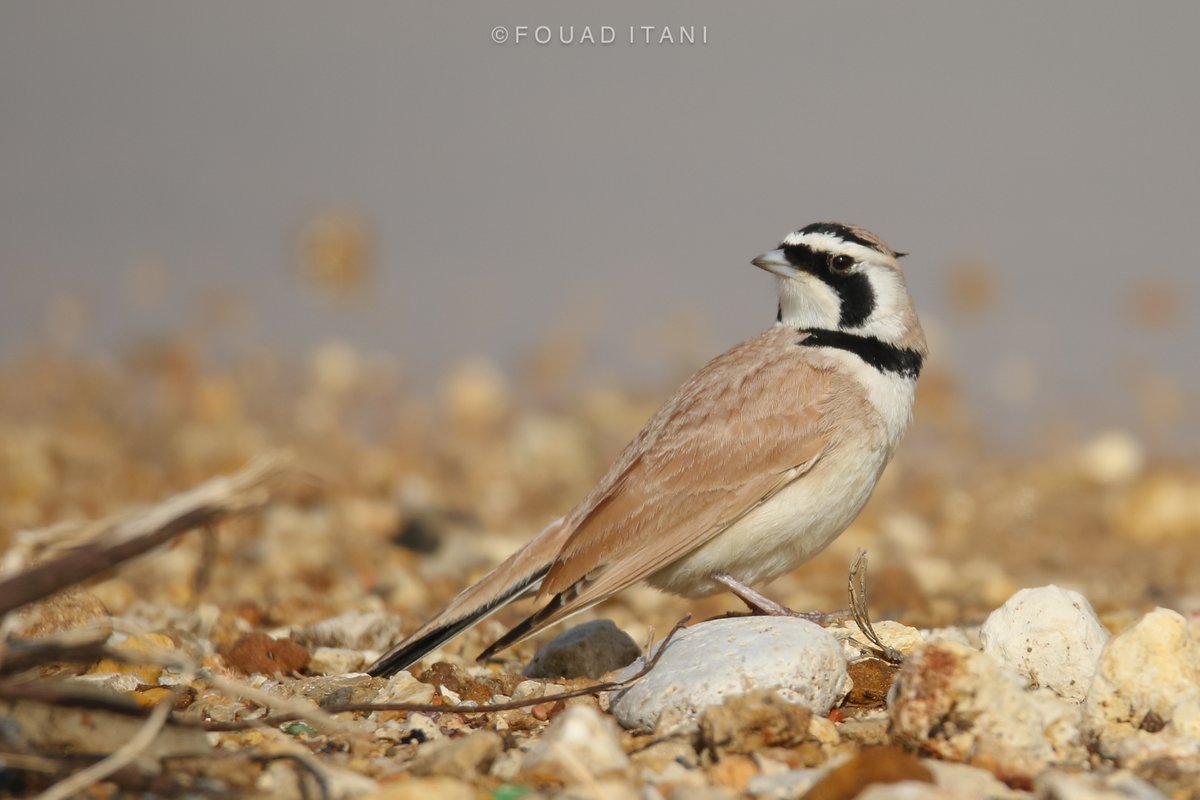 BirdsLebanon's tweet photo. قنبرة الصحراء المقرنة  هي طائر مقيم  في المناطق شبه الصحراوية في لبنان، مع وجود ملحوظ كمفرخ صيفي. تاريخياً، تم تسجيل وجودها أثناء الهجرة مرة واحدة في الخريف . ومؤخرًا، في 14 تشرين الثاني  2023، تمكن فؤاد عيتاني  وباسل محمود أبي جمعة من الحصول على تسجيل خريفي ثانٍ في منطقة بيروت. https://t.co/X9mgEGdFxb
