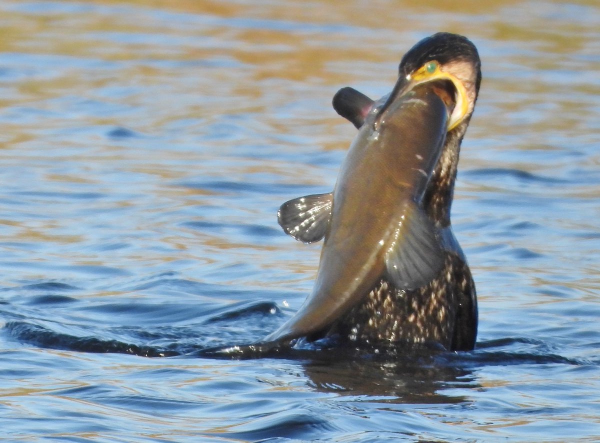 mikelinklate's tweet photo. Cormorant trying to eat a large Tench at Grove Ferry/Stodmarsh Nature Reserve Kent UK, after a struggle the fish got away https://t.co/Om8WkqGkt1