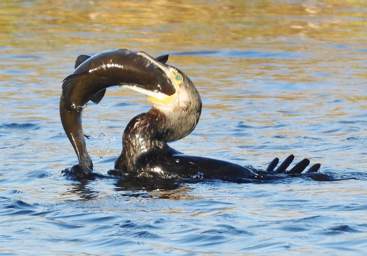 mikelinklate's tweet photo. Cormorant trying to eat a large Tench at Grove Ferry/Stodmarsh Nature Reserve Kent UK, after a struggle the fish got away https://t.co/Om8WkqGkt1