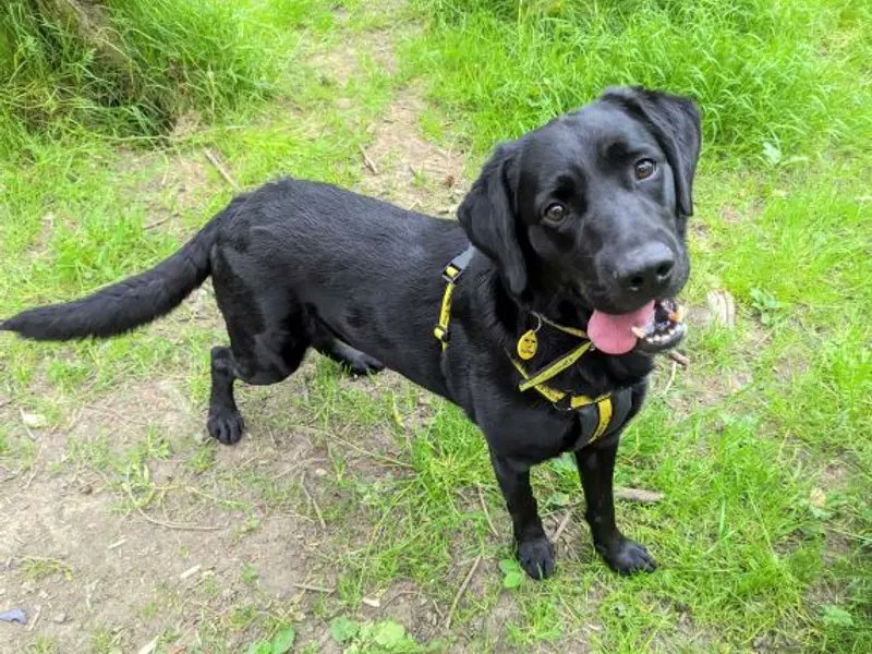 Please retweet to help Ross find a home #EDINBURGH #SCOTLAND #UK Sweet Labrador aged 6, has not lived in a house before. He needs a calm home with experience of nervous dogs. Children 14+, only pet. DETAILS or APPLY👇 dogstrust.org.uk/rehoming/dogs/…… #dogs #Labrador #pet