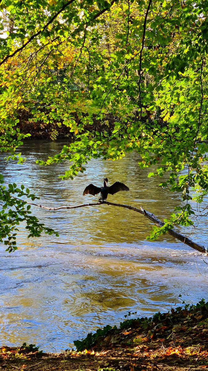 Down By The River 🍃🏞 ~

#river #NaturePhoto #birdwatching #walking #refreshing #rivertaff