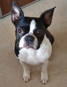 millypod1's tweet photo. XENA HOME SAFE. THANKS FOR RT's πππΎ
π17 NOV 2023 #Lost XENA #ScanMe #Tagged
Boston Terrier Female
Fields, close to Motorway.
Near Hayden Lane, nr #Staverton #Gloucestershire #GL51 #M5 Motorway #B4634 #A40 #Cheltenham Nr the House in the Tree Pub. https://t.co/MTsVjh0ki4 https://t.co/hqv1dZFo5L