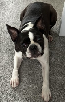 millypod1's tweet photo. XENA HOME SAFE. THANKS FOR RT's πππΎ
π17 NOV 2023 #Lost XENA #ScanMe #Tagged
Boston Terrier Female
Fields, close to Motorway.
Near Hayden Lane, nr #Staverton #Gloucestershire #GL51 #M5 Motorway #B4634 #A40 #Cheltenham Nr the House in the Tree Pub. https://t.co/MTsVjh0ki4 https://t.co/hqv1dZFo5L