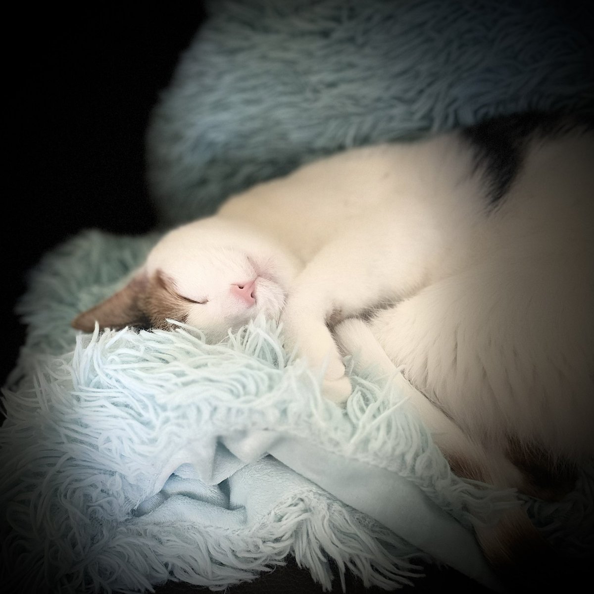 Because you need to see a sweet sleeping kitty today. - Sweet Rose: my 4lb. tater tot 🐈 💕 #cats #catsofinstagram #cat #of #catstagram #instagram #catlover #catlife #catlovers #instacat #kitten #pets #meow #kittens #catoftheday #kitty #love #cute #pet #animals #dogs #gatos