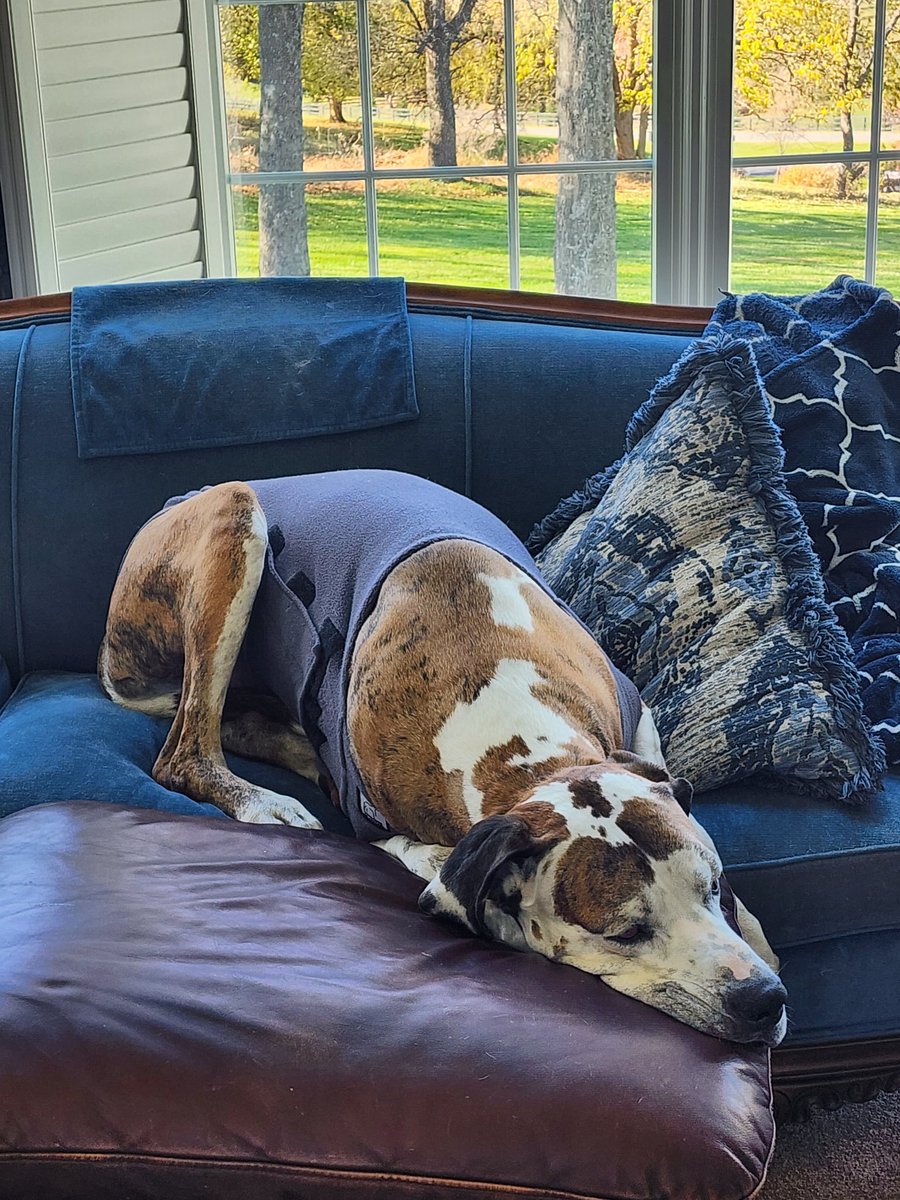 When your #dog is too big for the couch so he takes the footrest too.