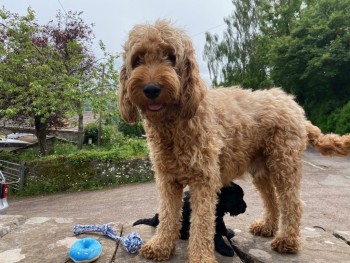 Peggy has been found but is still at the vet and not in a great way. Speedy recovery wishes sent.xx😢

🆘8 NOV 2023 #Lost PEGGY #ScanMe
Apricot Poodle Cross Female 
Table Mountain near #Crickhowell in the #BreconBeacons #Wales #SouthWales #NP8 
doglost.co.uk/dog-blog.php?d…