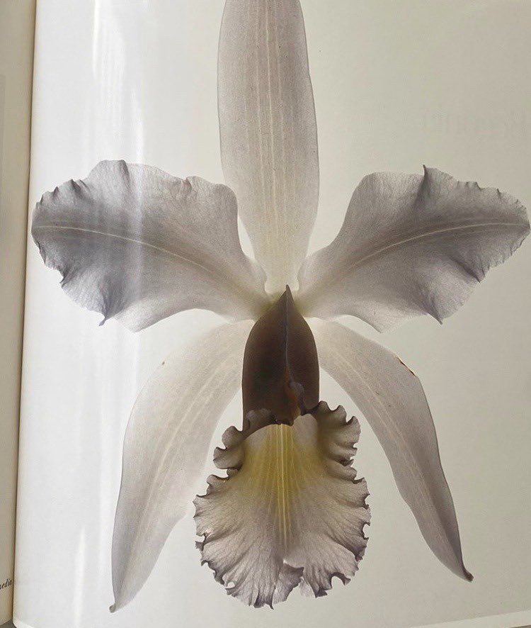 bIondebones's tweet image. irving penn 1980