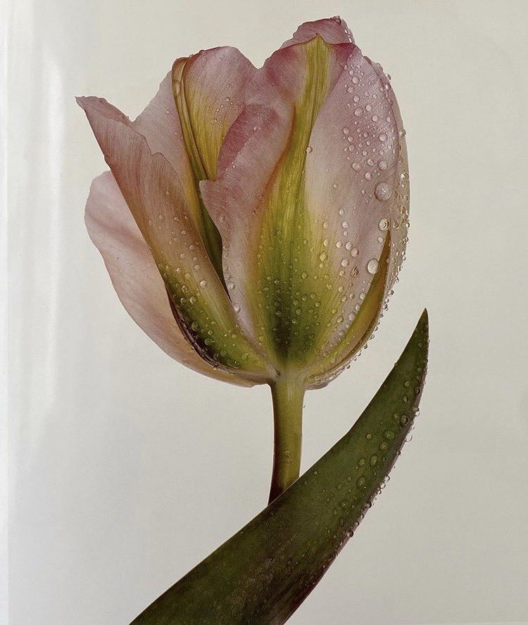 bIondebones's tweet image. irving penn 1980