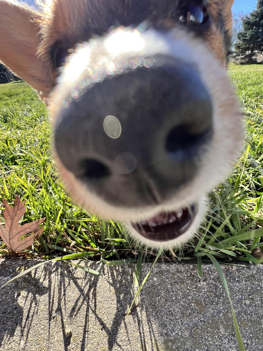 Indy_the_Corgi's tweet image. Ummm Wat?!?! #CorgiCrew #newpuppy #newfriend
