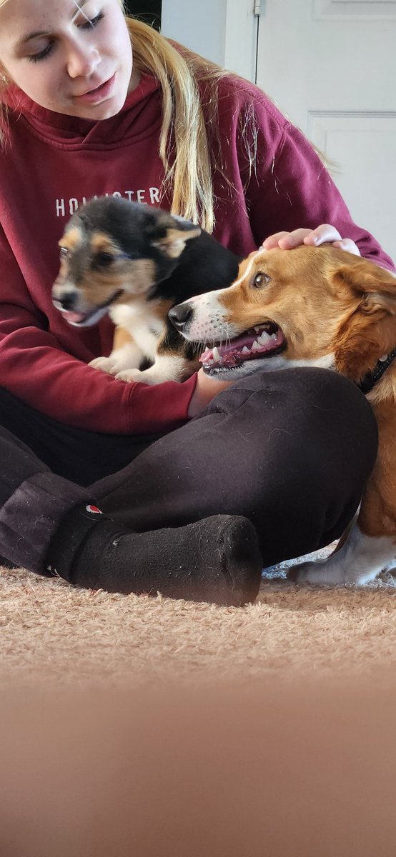 Indy_the_Corgi's tweet image. Ummm Wat?!?! #CorgiCrew #newpuppy #newfriend