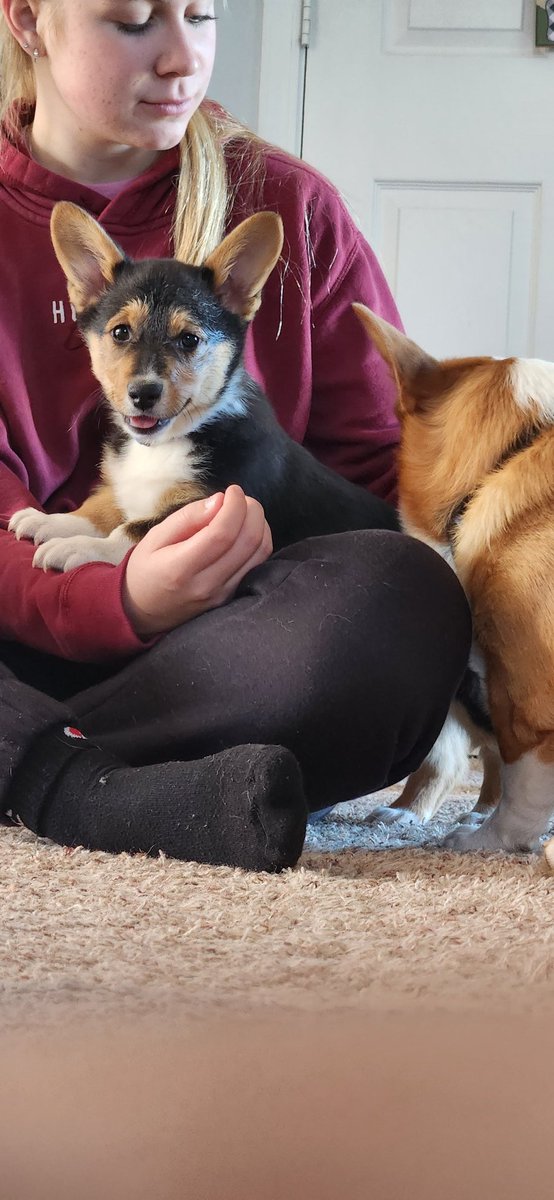 Indy_the_Corgi's tweet image. Ummm Wat?!?! #CorgiCrew #newpuppy #newfriend
