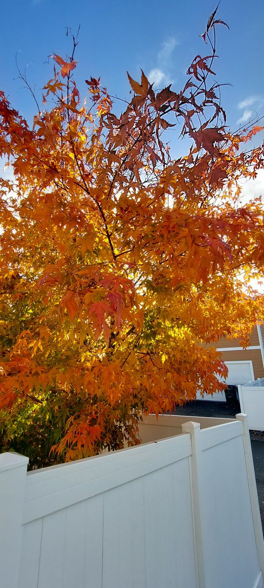 KB8BMY's tweet photo. Beautiful morning here. Our Japanese maple is almost peak autumn 🍂 colors. https://t.co/Lif5xijML5