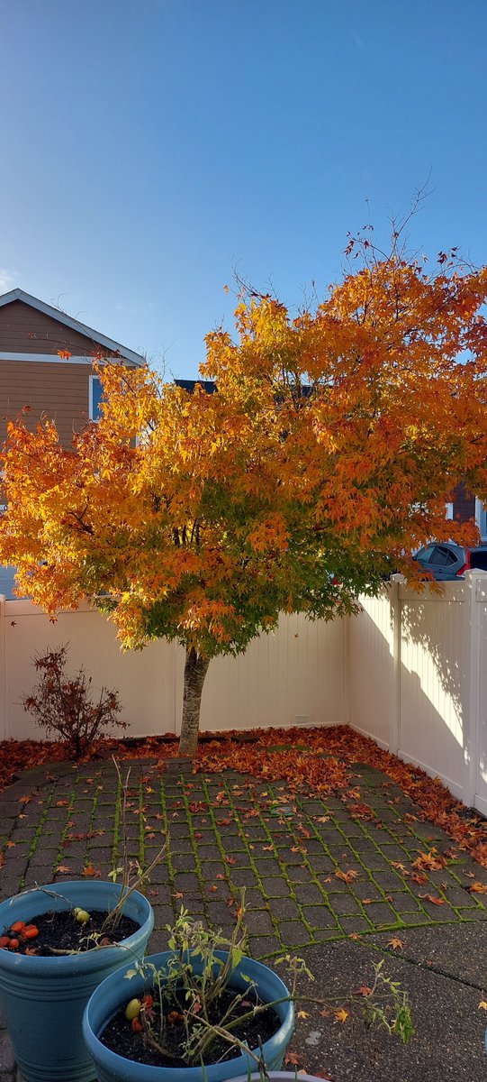 KB8BMY's tweet photo. Beautiful morning here. Our Japanese maple is almost peak autumn 🍂 colors. https://t.co/Lif5xijML5