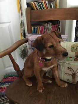 🆘19 NOV 2023 #Lost MILLIE #Tagged
YOUNG Tan Terrier Cross Female
Hatherley Park #Cheltenham #Gloucestershire #GL51 doglost.co.uk/dog-blog.php?d…