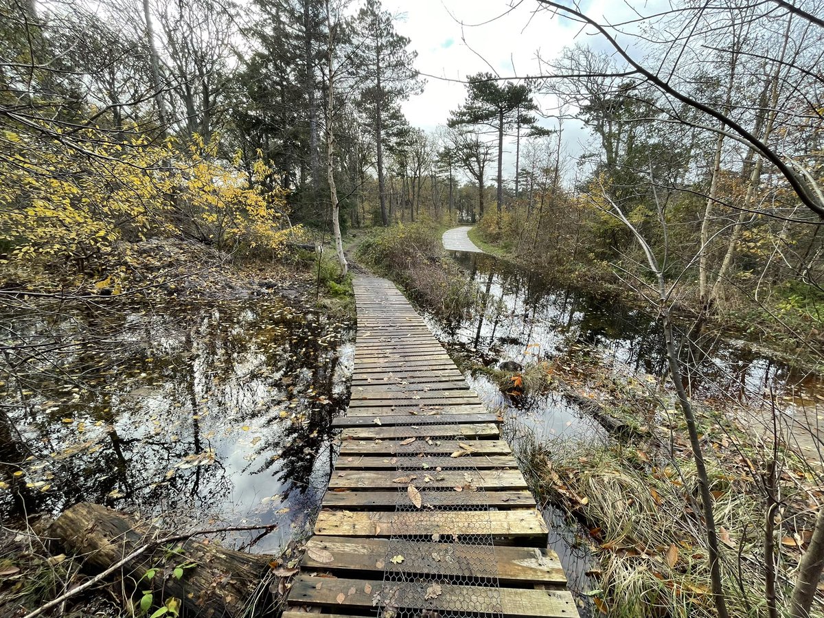 Fietspad op #texel erg nat! #regen #bos