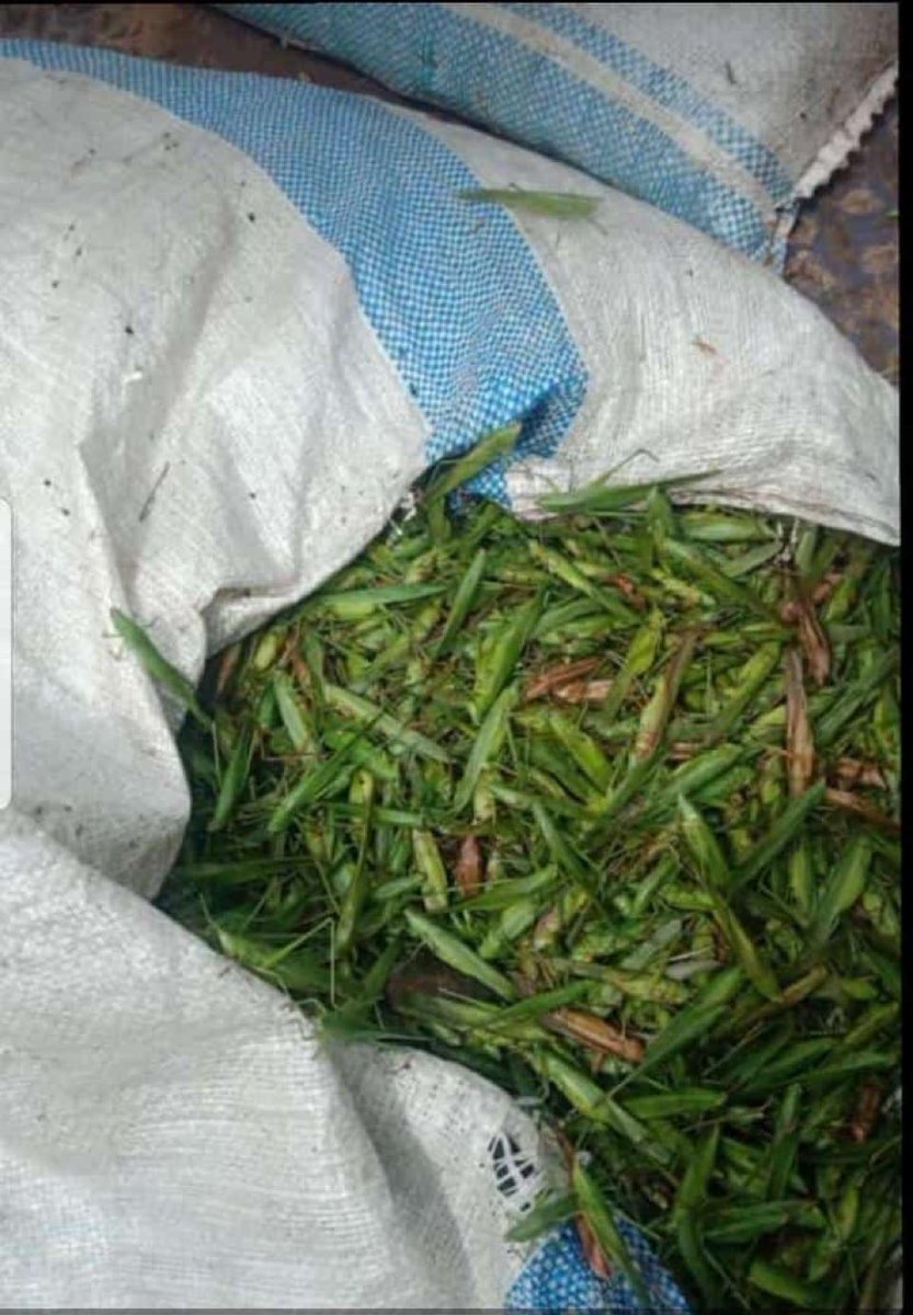 yovahug's tweet photo. @MaleMabiriziHKK @KingNadiopeIV @mutesijovia11 @Archbp_COU @NnabagerekaOrg Ssebo tuyambe olope ensene https://t.co/XiMw0h6Iit