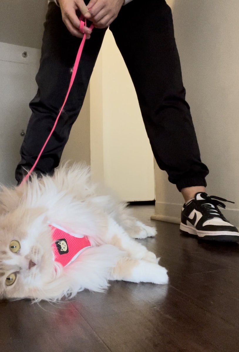 Leash training a cat doesn’t work (for Piper). A story in four photos: