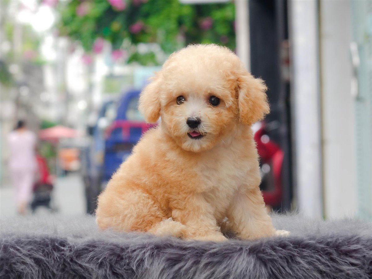 ocenalamoth1's tweet photo. Dog ownership promotes physical activity, as daily walks are essential for their well-being. https://t.co/A51ZJD0jAp