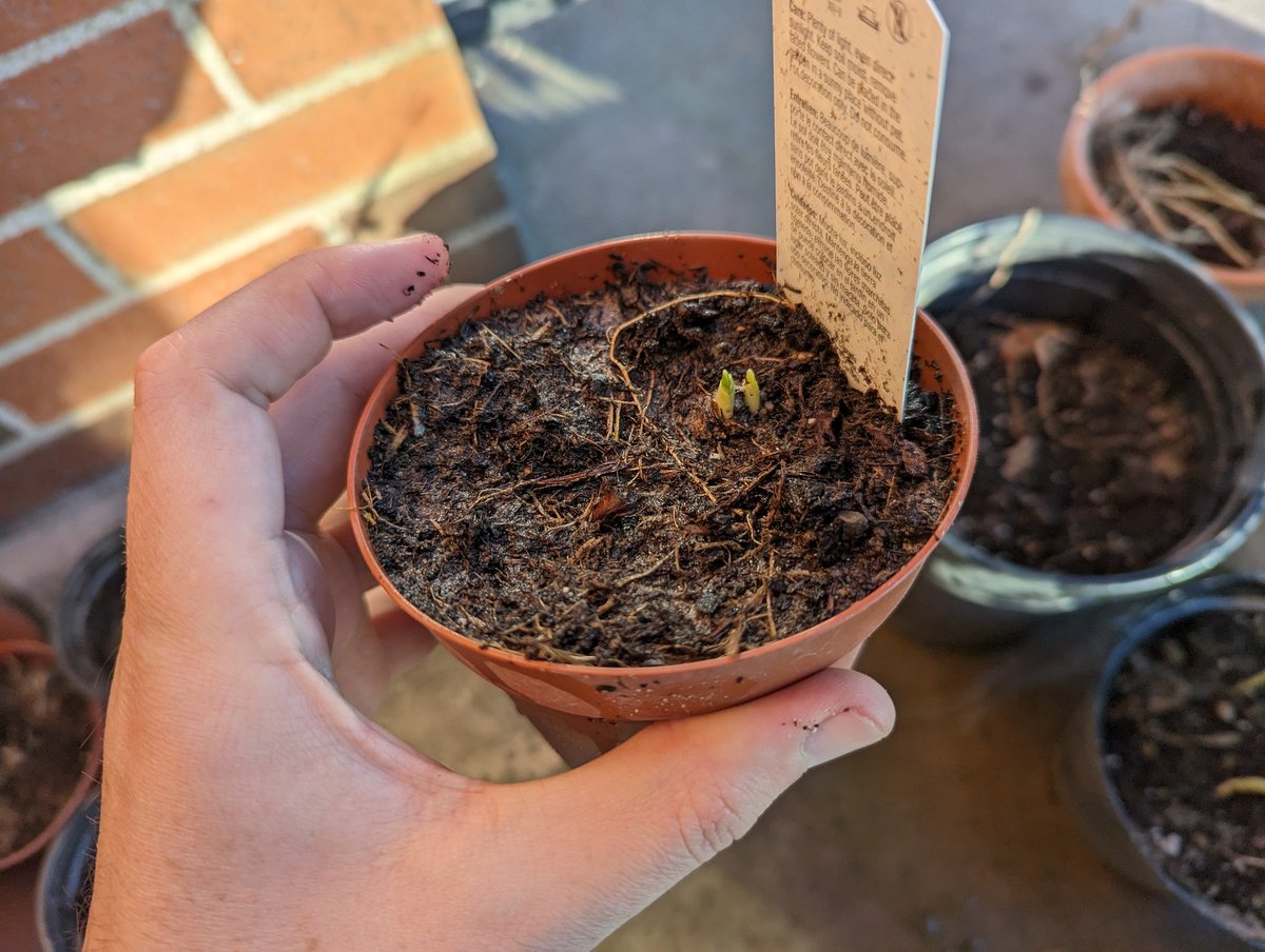 I had brought some of my old pots in from the balcony because of the impending storm, and I think I confused some of them: