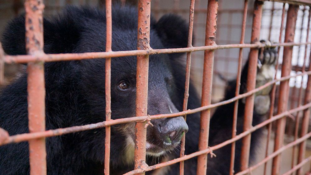 Please sign @AnimalsAsia 's Moon Bear Pledge to help Vietnam’s bile bears get a safe home. Living in tiny cages, their bile is cruelly and repeatedly extracted. Every signature sends a powerful message to end bear bile farming in Vietnam bit.ly/moonbear-pledge #nobearleftbehind