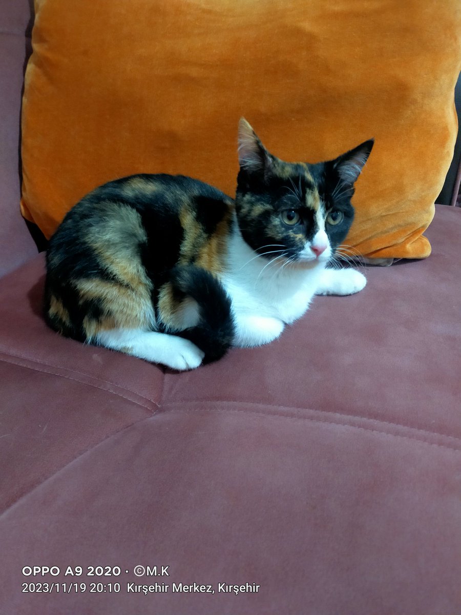 Tanıştırayım evimin küçük hanımı Feride ,#cats