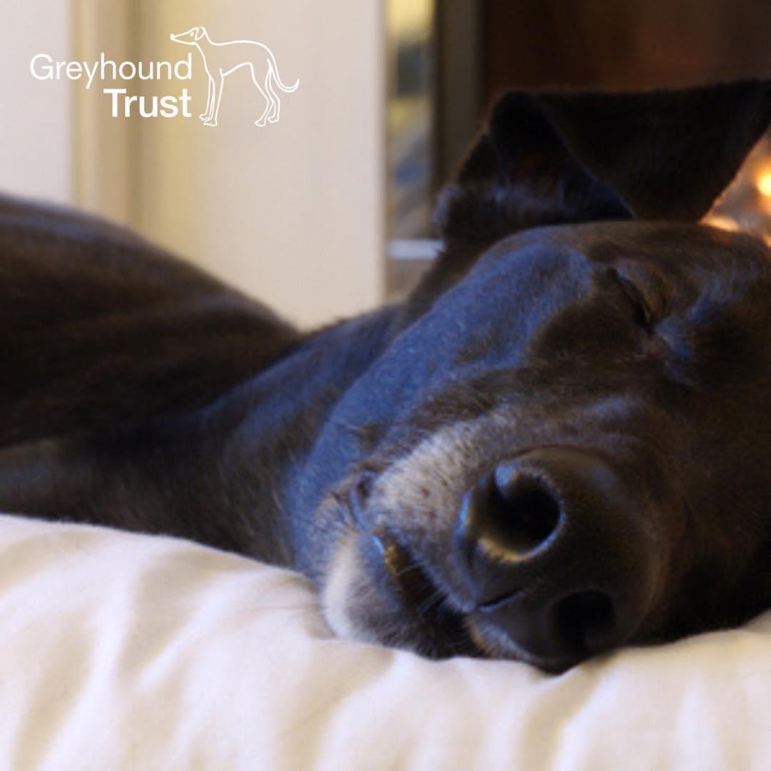 Making a donation to Greyhound Trust couldn't be easier, whether it’s £5 or £500, your donation will be making a difference greyhoundtrust.org.uk/donate #greyhoundtrust #greyhoundsupporters #greyhoundsmakegreatpets