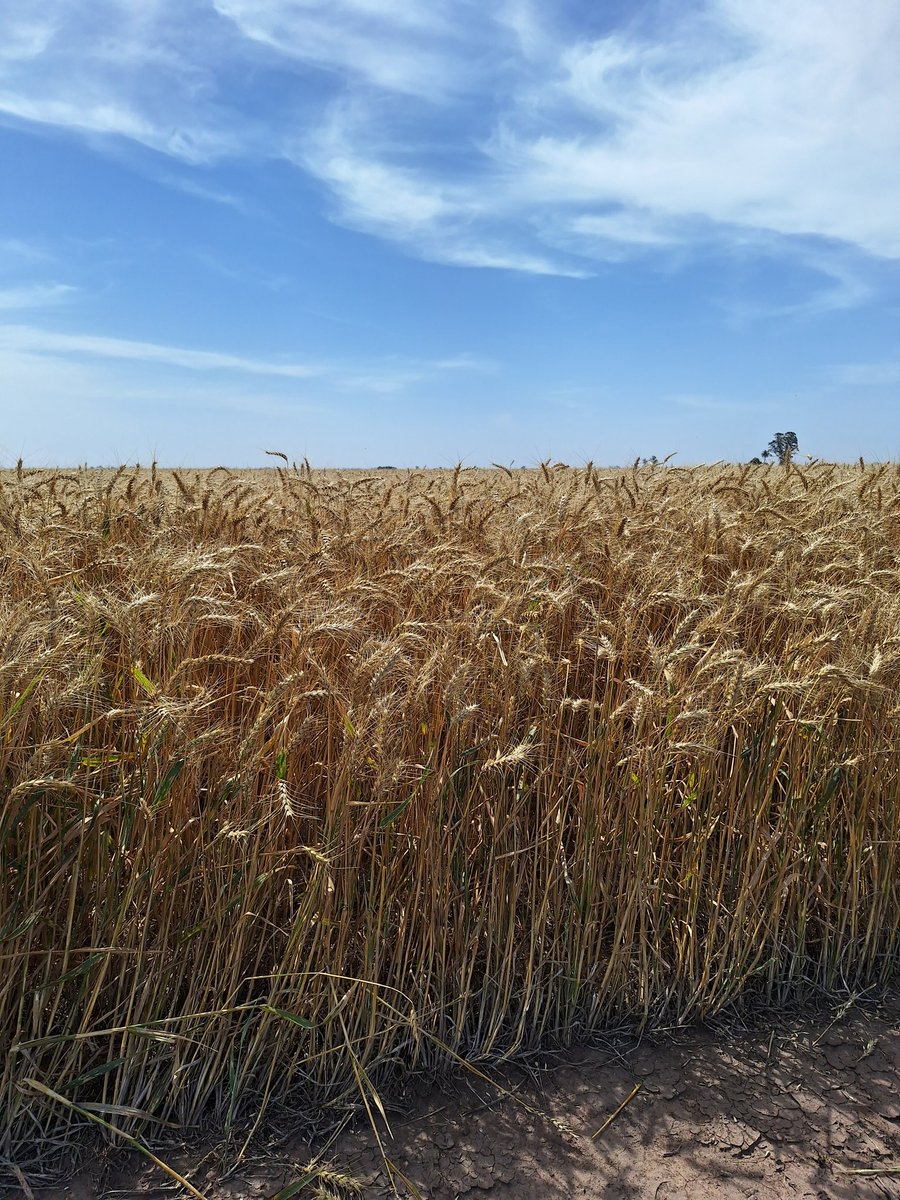 Aca, con los dólares para la dolarizacion <a href="/JMilei/">Javier Milei</a>