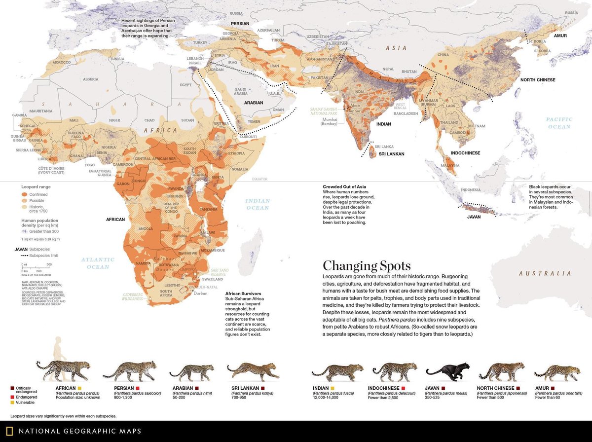 Simon Kuestenmacher (@simongerman600) on Twitter photo Great map by <a href="/NatGeoMaps/">NatGeoMaps</a> shows that Leopards remain the most widespread big cats. This historic range however was way larger than the current one. #conservation #animals <a href="/NatGeoEducation/">Nat Geo Education</a> Great map by <a href="/NatGeoMaps/">NatGeoMaps</a> shows that Leopards remain the most widespread big cats. This historic range however was way larger than the current one. #conservation #animals <a href="/NatGeoEducation/">Nat Geo Education</a>