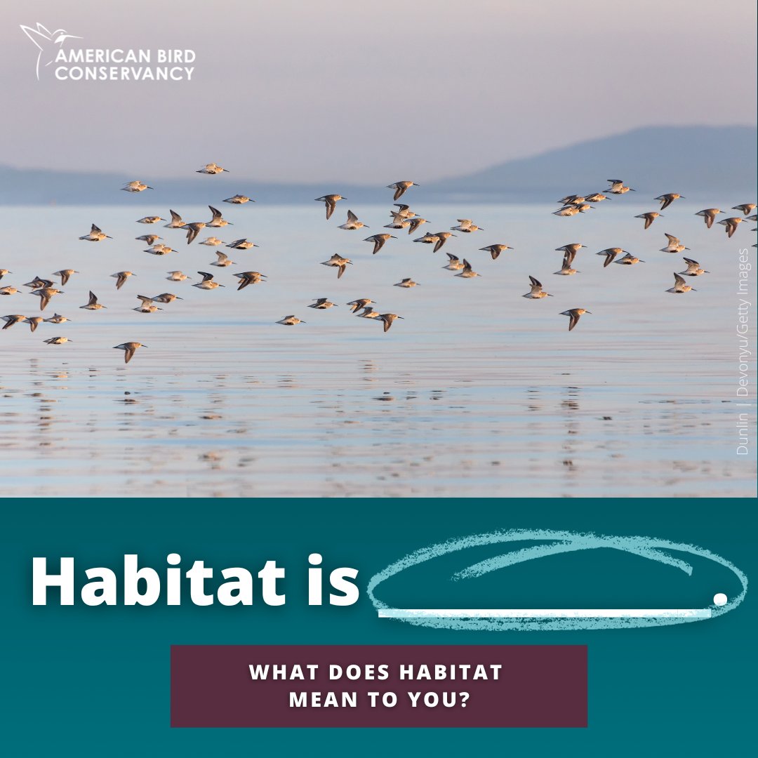 ABCbirds's tweet photo. ABC believes Habitat is Home. 🏡 Many of the things birds require at “home,” people also need. What does habitat mean to you? What does home mean to you? We'd love to see your answers!❤️
Visit https://t.co/Zt5nF64J8c to learn more.
#HabitatIsHome #ABCBirds #Dunlin #ForTheBirds https://t.co/GFxhz3Eps3