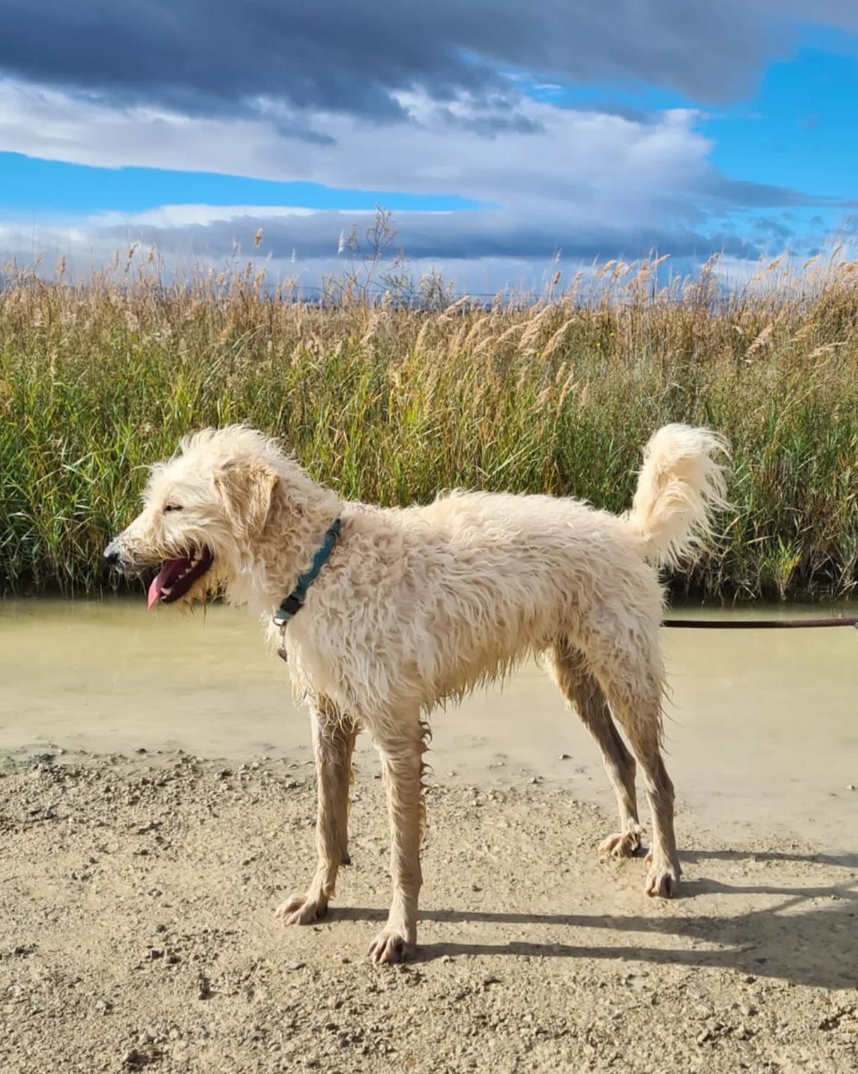 PATICASTAUSTE1's tweet photo. ⭐ MAX EN ADOPCIÓN ⭐
Max necesita una familia, es un peluchón adorable. 
✔️ Macho
✔️ Mestizo
✔️ 1 año
✔️ Tamaño mediano
✔️ Vacunado, desparasitado, negativo.
➡️ Se entregará con contrato y castrado.
➡️ CONTACTO por privado. 
Tauste (Zaragoza).

ADOPTA, COMPARTE, ¡GRACIAS! https://t.co/vewJACU5ns