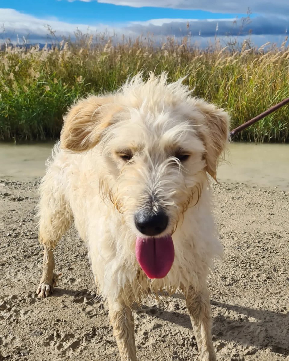 PATICASTAUSTE1's tweet photo. ⭐ MAX EN ADOPCIÓN ⭐
Max necesita una familia, es un peluchón adorable. 
✔️ Macho
✔️ Mestizo
✔️ 1 año
✔️ Tamaño mediano
✔️ Vacunado, desparasitado, negativo.
➡️ Se entregará con contrato y castrado.
➡️ CONTACTO por privado. 
Tauste (Zaragoza).

ADOPTA, COMPARTE, ¡GRACIAS! https://t.co/vewJACU5ns