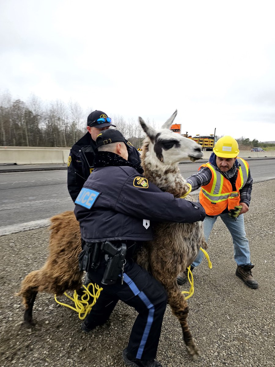 OPP_HSD's tweet photo. See alpcas go slow doesn't have the same ring as #SeeSnowGoSlow but honestly, if you see one on the highway... slow down. This animal, who was on Highway 400, was corralled by the #AuroraOPP and @ONtransport. The owner was contacted and removed it safely.  #drivesafe. ^mh https://t.co/Ovw2XIjKSu