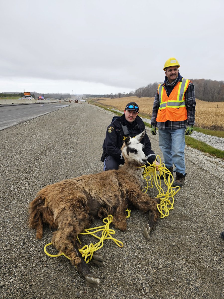 OPP_HSD's tweet photo. See alpcas go slow doesn't have the same ring as #SeeSnowGoSlow but honestly, if you see one on the highway... slow down. This animal, who was on Highway 400, was corralled by the #AuroraOPP and @ONtransport. The owner was contacted and removed it safely.  #drivesafe. ^mh https://t.co/Ovw2XIjKSu