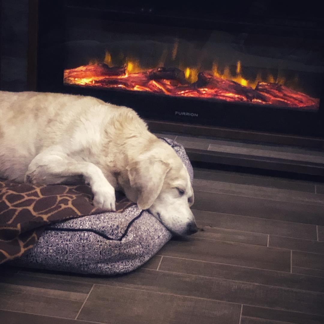 2TravelingDogs's tweet photo. It’s time for this week’s #LiveLikeDigby reminder! Digby knew when it was time to rest. If you’re tired in body or spirit, take a breather. There’s a time to work and there’s a time to recoup. Live Like Digby this week and don’t feel guilty about a snooze when you need it. https://t.co/wUallhsYwJ