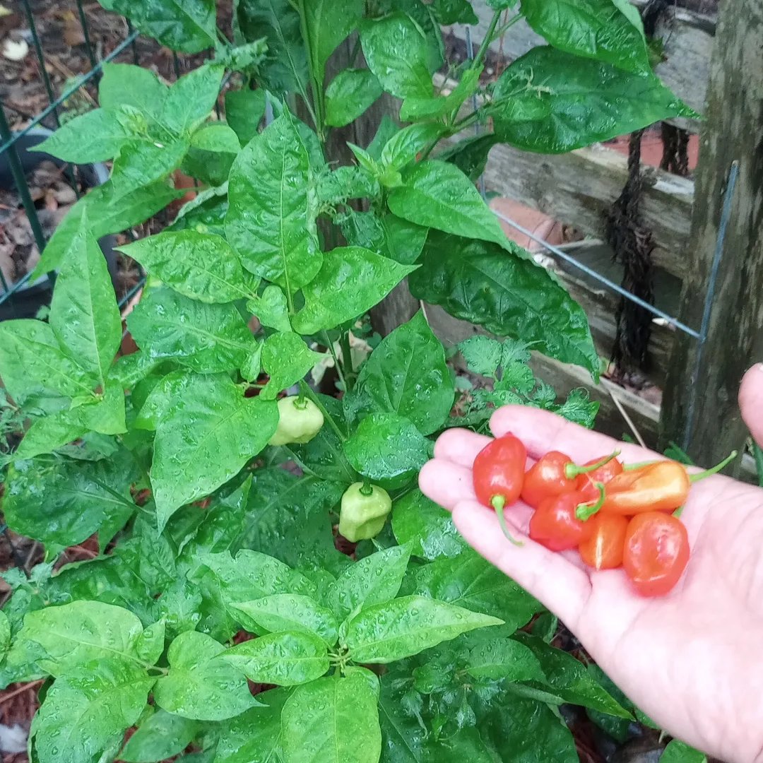 pepper_passion's tweet photo. Sweet DATILS are finally producing.These are delicious
#thepepperpassion #sweetdatil #savethedatil #datilpepper https://t.co/oLGL2T3V0l