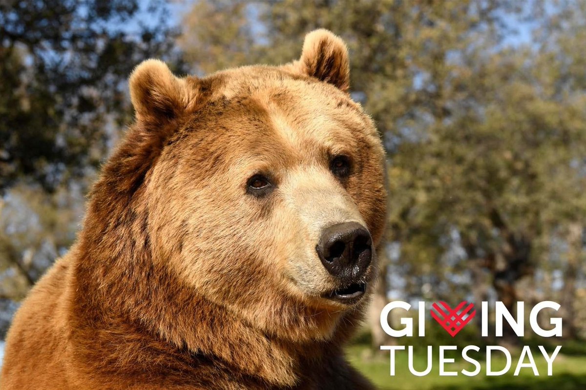 Help us reach our goal this #GivingTuesday on Nov 28th!
Every donation, regardless of the amount, has a tremendous impact on providing vital daily care for the animals at LTB. Thank you SO much for your support!⁠ Donate💛lionstigersandbears.org/giving-tuesday/