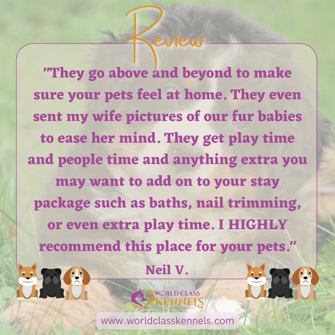 WCK35078's tweet photo. Thank you Neil for this great review!
#chelseaal #Alabama #invernessal #mountainbrookal #HighlandLakes #HelenaAL #ForestOaks #AlabasterAL #hooveral #DogBoarding #DogGrooming #OdenvilleAL #HarpersvilleAL #KittyKennels #PetTaxi #VincentAL https://t.co/ArQnUhmD24