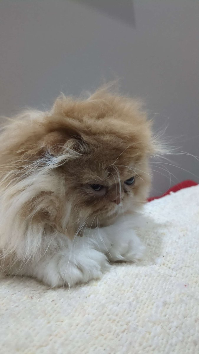 NyanSpam's tweet image. 