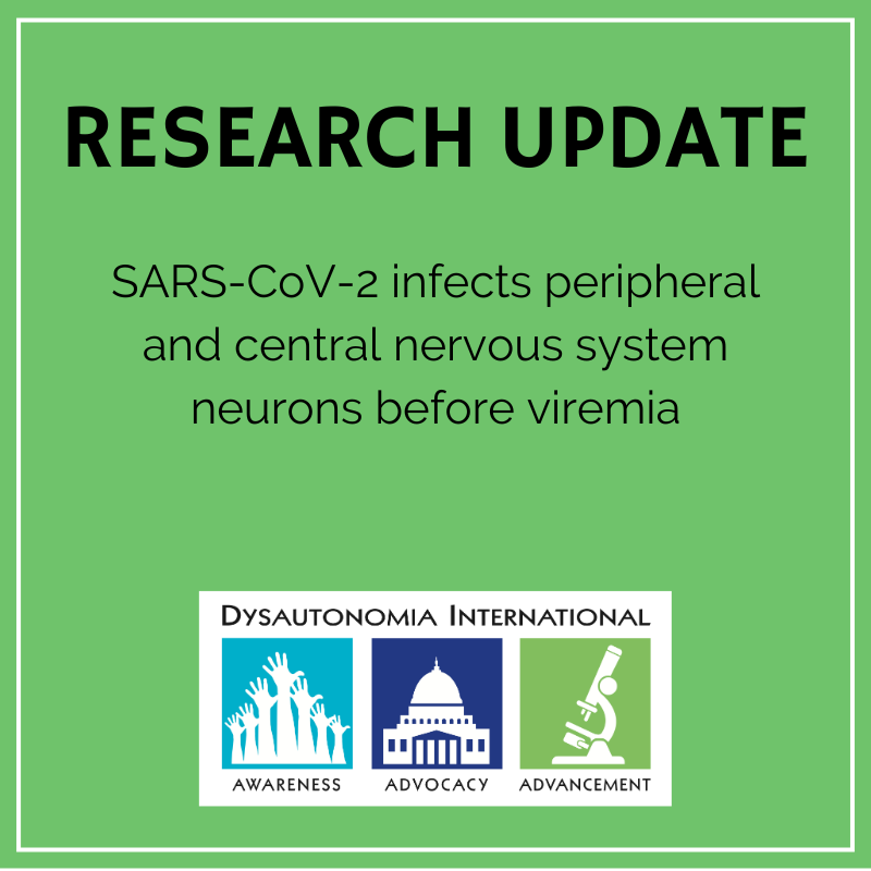 Structural damage to the autonomic ganglia reported in 2 animal models of COVID infection, before the respiratory symptoms even start. We urgently need #LongCOVID &amp; #dysautonomia researchers to explore autonomic ganglia pathology in humans. See Poster 68: link.springer.com/article/10.100…