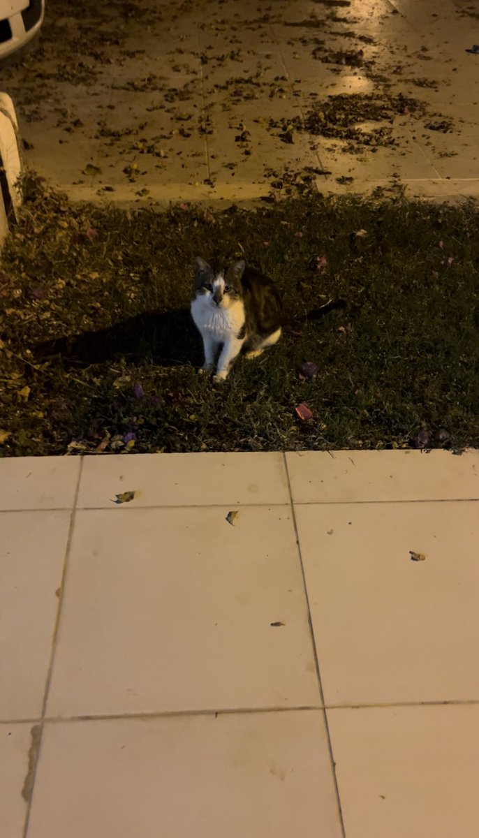 gitmicek dimi kedi gitmicek dimi