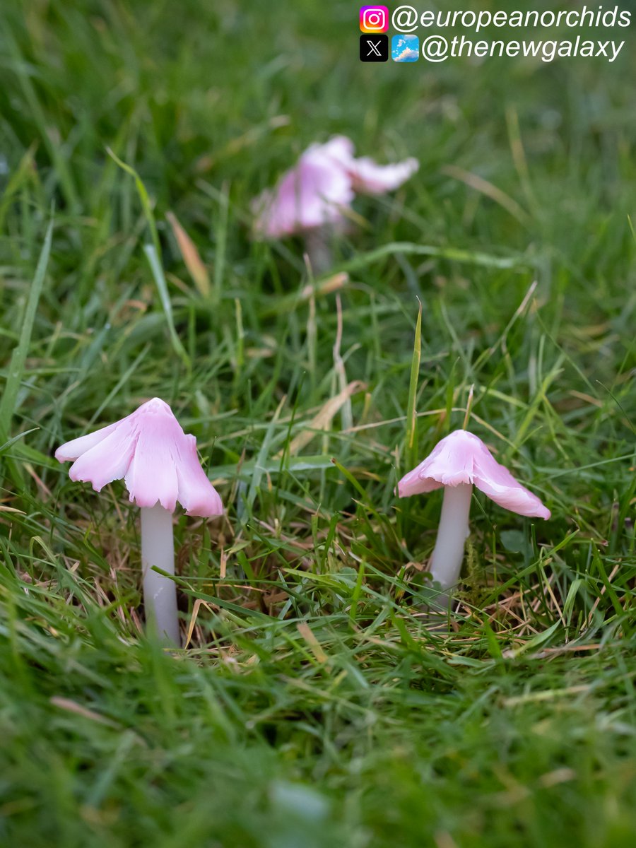 18/11/23 Cumbria - I haven't seen many Ballerina #Waxcaps (Porpolomopsis calyptriformis) so far this year but was pleasantly surprised by this late burst of a couple of dozen fine examples on @godsacre in the South Lakes #fungi #cheg