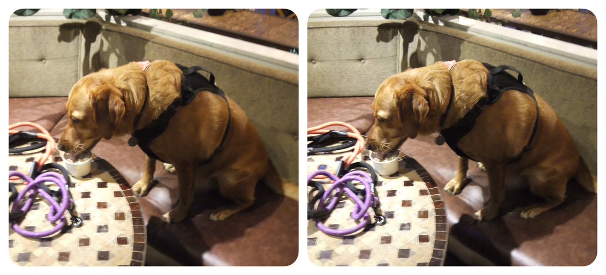 StereoSimian's tweet photo. Went to a golden retriever Xmas party today. Dozens of them, everywhere!

Spent two hours trying to keep my pup out of trouble while grabbing a few #stereoscopic #3D snaps with the Fuji W3.

Most of the shots were pure motion blur, but here are four that came out well. https://t.co/Bwkxt7BX9h