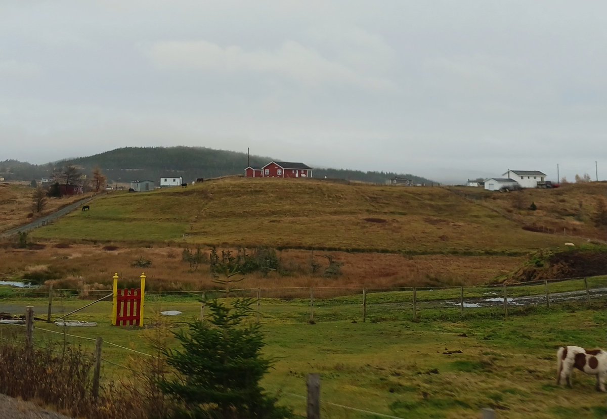 Port Rexton's rolling hills are still covered in green grass on this warm fall day.

#PortRexton
#BonavistaPeninsula